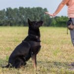 Owner trains black German shepherd to sit. Training can be a lot of fun, but getting all the details right is essential. So take time to prepare to train your dog before you start.