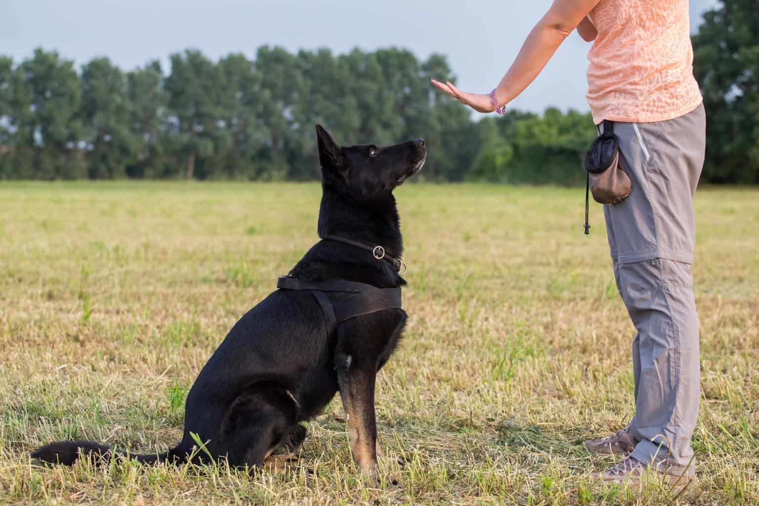 Owner trains black German shepherd to sit. Training can be a lot of fun, but getting all the details right is essential. So take time to prepare to train your dog before you start.