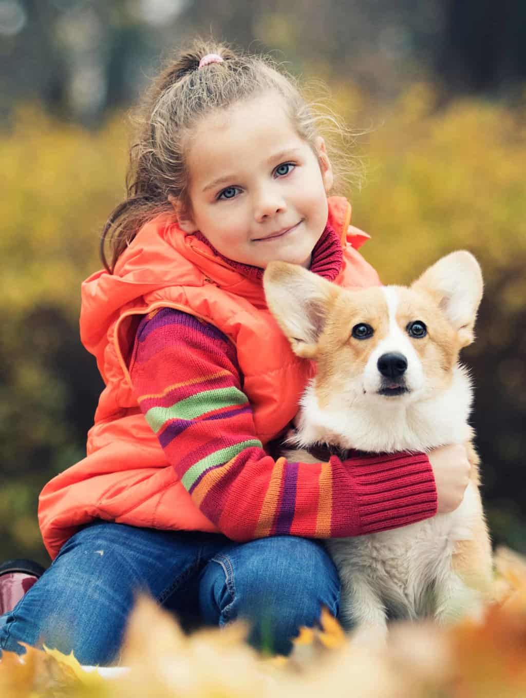 Young girl cuddles with corgi puppy. Prepare your kids by teaching them what to expect and what changes must happen before you bring the new puppy home.