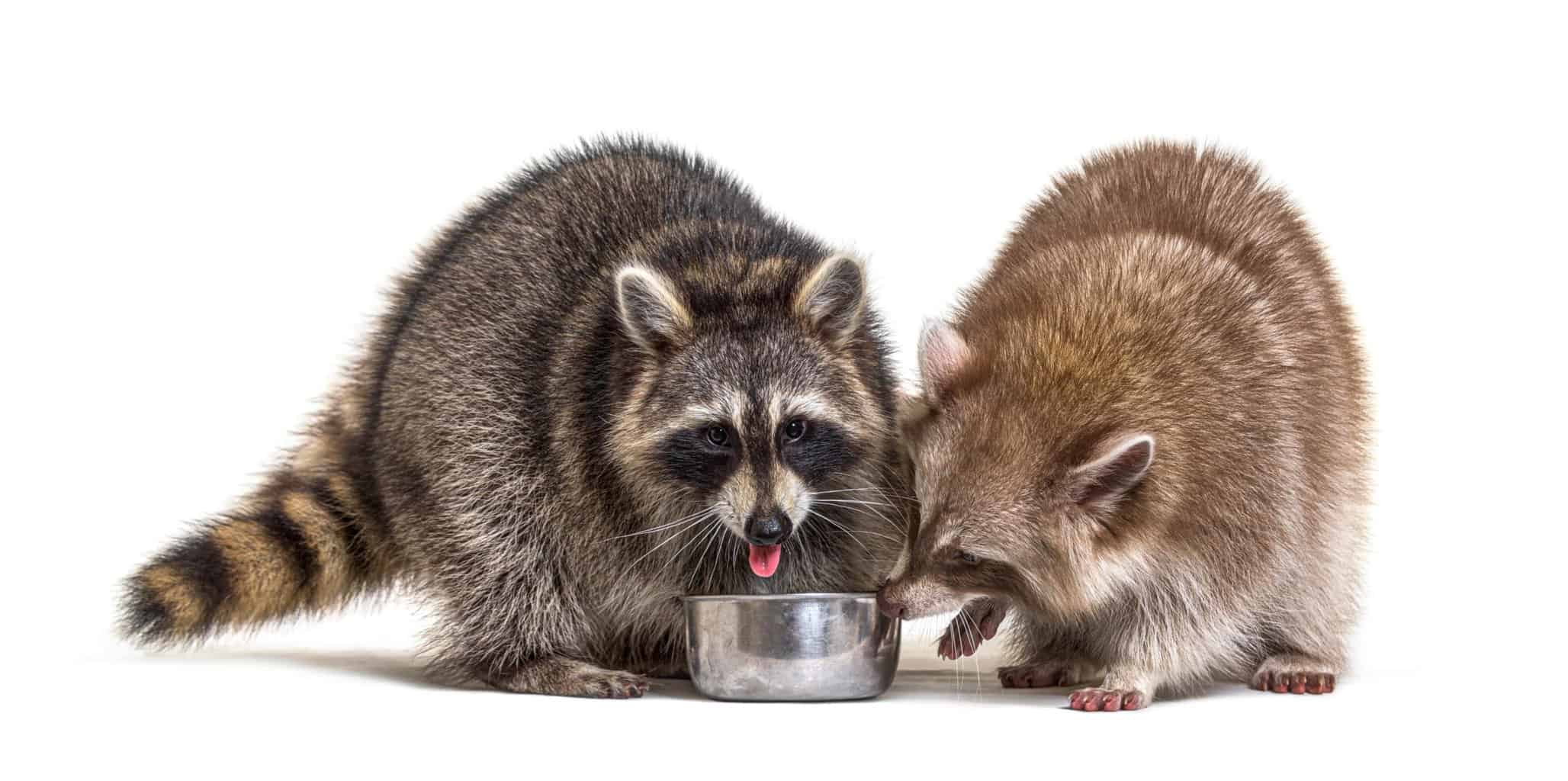 Pair of raccoons eat from dog bowl. Rather than rely on your dog to scare wildlife. Avoid temptation by bringing food and water bowls inside overnight.