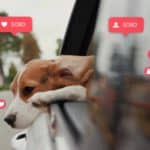 Beagle hangs head out of window in post on social media. Use these tips to turn your dog into a social media star. You'll have fun making content even if your dog doesn't become famous.