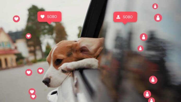 Beagle hangs head out of window in post on social media. Photo for social media star post.