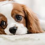Sad Cavalier King Charles Spaniel lies on a white rug. If your dog exhibits weird behavior, understand six potential reasons and learn what you can do to address the situation effectively.