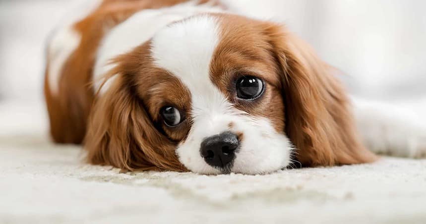 Sad Cavalier King Charles Spaniel lies on a white rug. If your dog exhibits weird behavior, understand six potential reasons and learn what you can do to address the situation effectively.