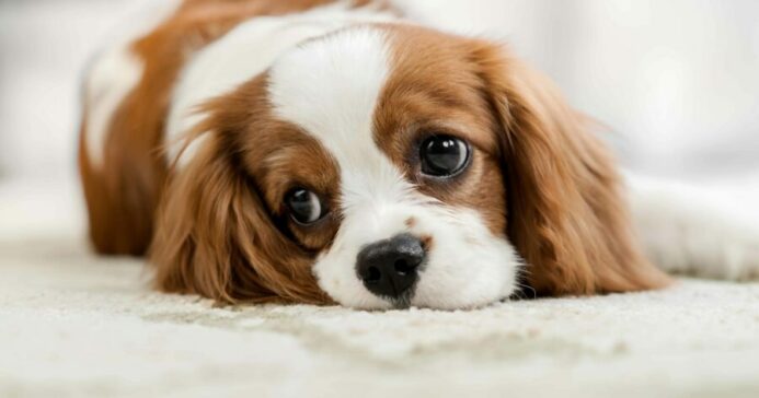 Cavalier King Charles Spaniel on a white rug. Learn what to do if your dog exhibits weird behavior.