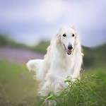 Happy Borzoi running through a field. Despite its regal, exotic look with its long, flowing hair, the Borzoi is typically a calm dog that is a good choice for first-time owners.