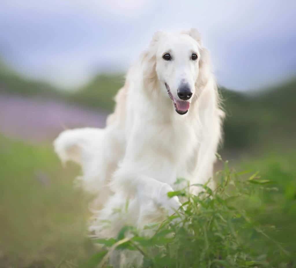 Happy Borzoi running through a field. Despite its regal, exotic look with its long, flowing hair, the Borzoi is typically a calm dog that is a good choice for first-time owners.