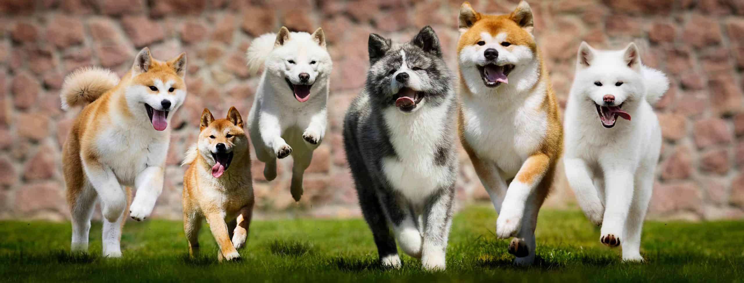 Pack of Japanese Akita dogs running. The Japanese Akita is a burly, heavy-boned dog weighing up to 130 pounds. They have a scissor-like jaw and a powerful bite.