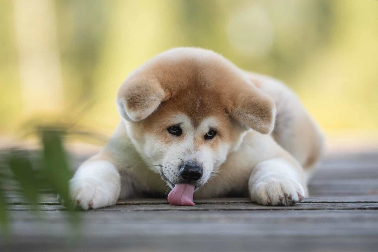 Japanese Akita puppy on deck. The Japanese Akita is naturally confident, territorially protective, and bold. It is an excellent guard dog. In his native Japan, he represents prestige, strength, loyalty, and good luck.