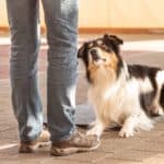 Owner trains dog. Teaching the dog new commands, like sitting, lying down, or shaking, is another way to boost your dog’s brain.