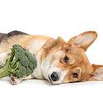 Corgi snuggles with a broccoli floret. Dogs can eat broccoli, which is an excellent source of vitamins K, C, and A, and minerals like calcium, manganese, and potassium. It also contains omega-3 fatty acids and fiber.