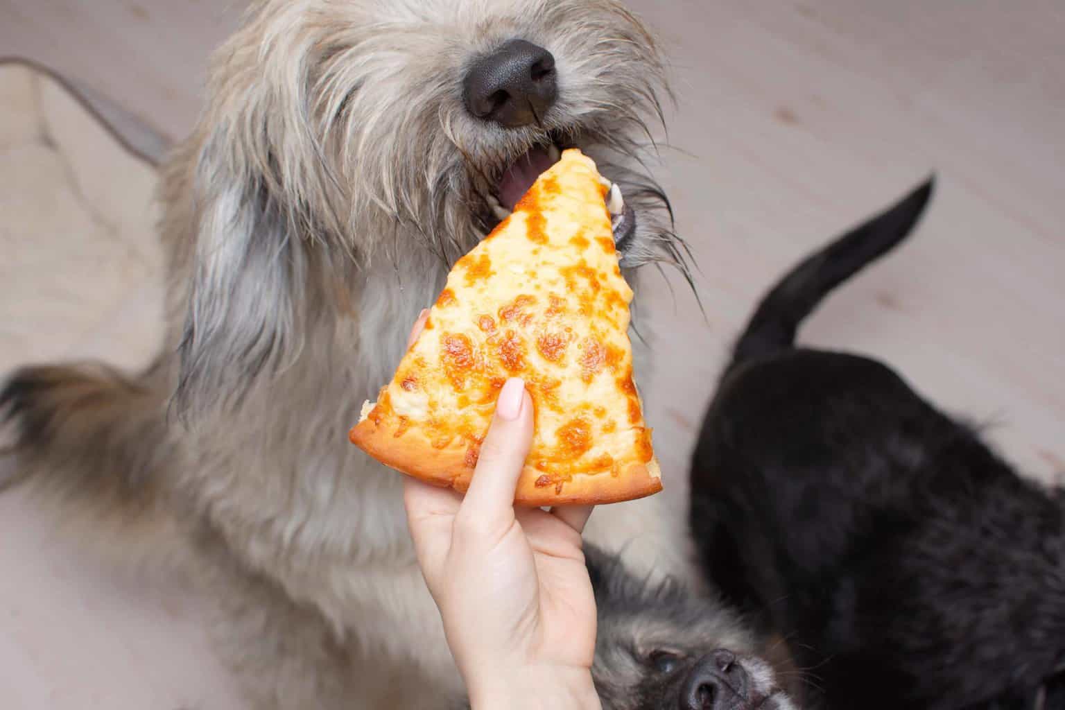 Owner feeds dog slice of cheese pizza. A good rule of thumb if you want to offer your dog a dairy product is to start with something low in lactose, like cheddar cheese or cottage cheese