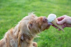 Owner lets dog lick ice cream cone. Can dogs eat dairy? Some can, but others are lactose intolerant, similar to humans. Some dairy products are safer than others for your dog.