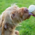 Owner lets dog lick ice cream cone. Can dogs eat dairy? Some can, but others are lactose intolerant, similar to humans. Some dairy products are safer than others for your dog.