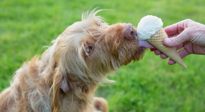 Owner lets dog lick ice cream cone. Image for can dogs eat diary post.