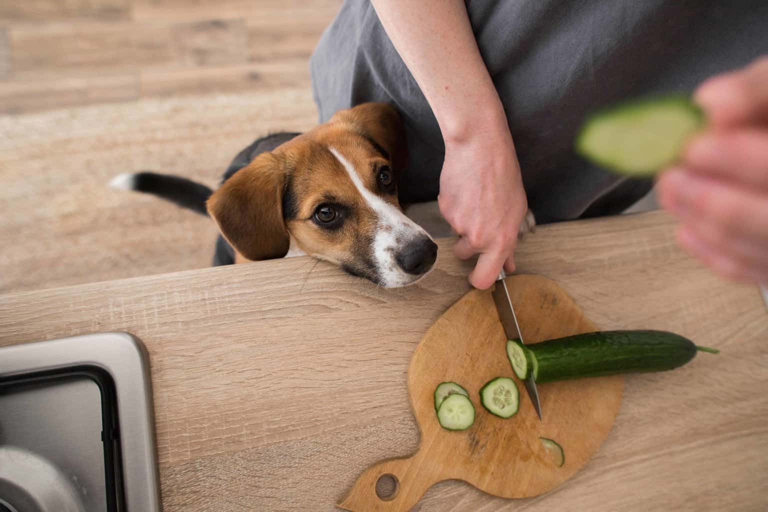 Beagle watches as owner slices up cucumbers. Cucumbers are a healthy and refreshing dog treat, but feeding them safely is essential.