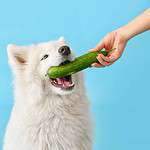 Cute samoyed eats cucumber. Cucumbers can be a healthy and refreshing option for dogs. Just feed them in moderation and avoid peels and seeds, which upset tummies.
