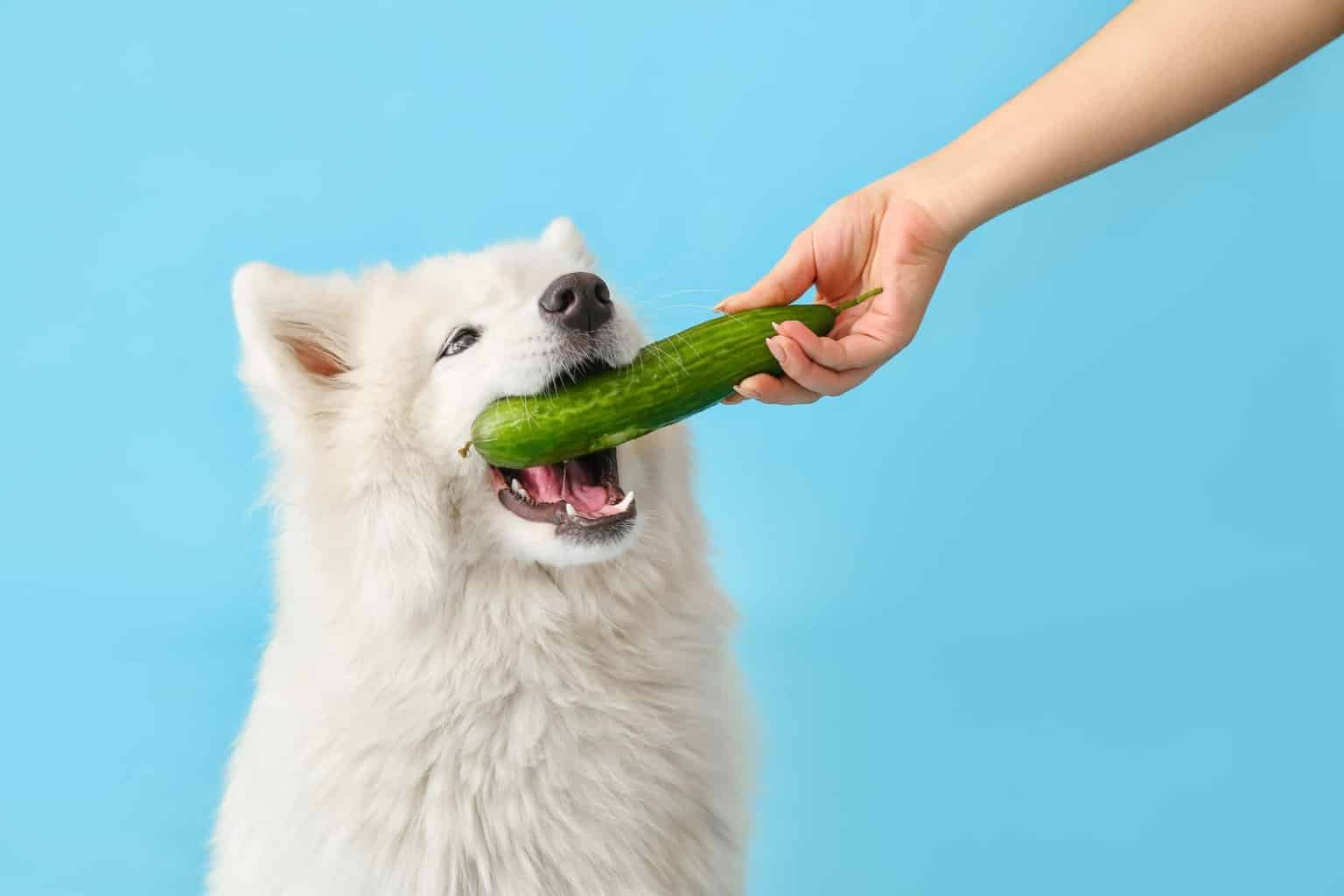 Cute samoyed eats cucumber. Cucumbers can be a healthy and refreshing option for dogs. Just feed them in moderation and avoid peels and seeds, which upset tummies.