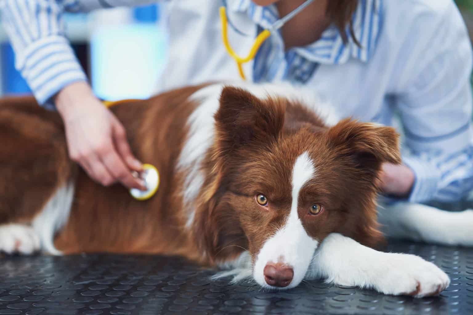Vet examines Border Collie. Dog health emergencies can be expensive. Don't let cost keep you from providing the best care for your furry best friend.