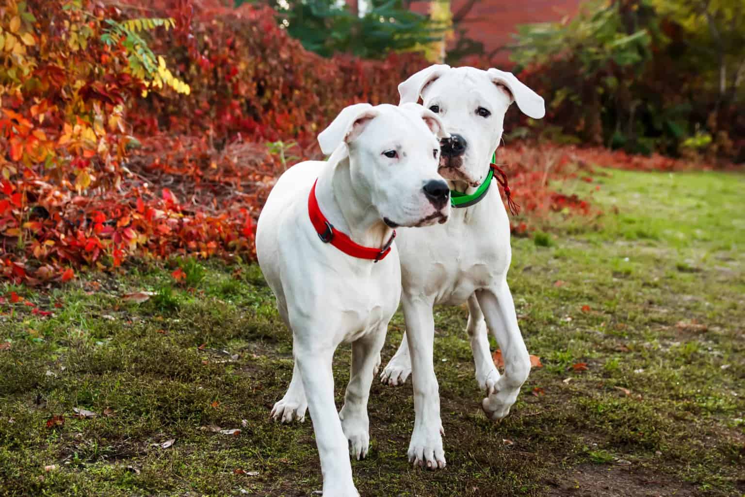 Pair of Dogo Argentino dogs. Although the Dogo Argentino is a natural hunter, they're also affectionate and playful. That makes them loyal and loving companions.