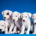 Litter of Dogo Argentino puppies. Dogo Argentino puppies need training to become great dogs. This breed is rare and challenging, so not everyone can provide the special care they require. 