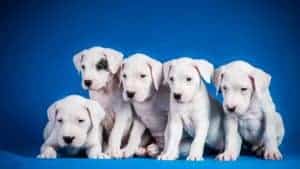 Litter of Dogo Argentino puppies. Dogo Argentino puppies need training to become great dogs. This breed is rare and challenging, so not everyone can provide the special care they require. 