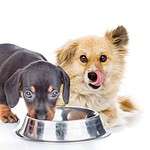 Two puppies eat from the same food bowl. Some dogs don't chew because they remember competing for food with their littermates or other dogs at a shelter. If you have more than one dog, consider using separate bowls or even feeding the dogs in different rooms.