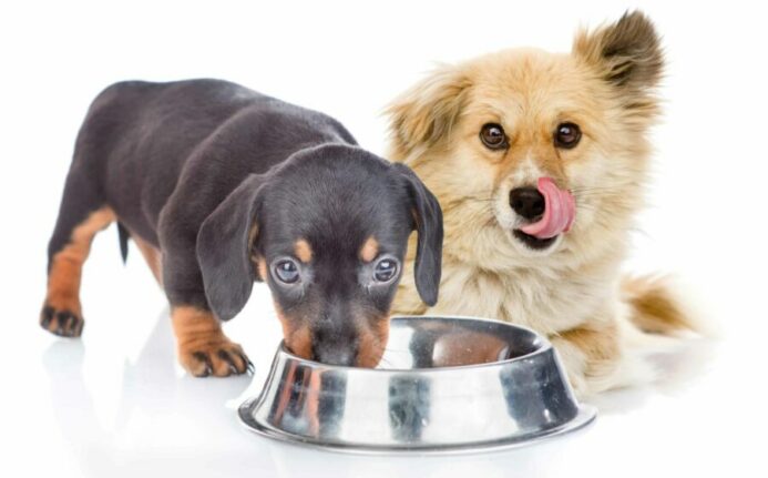 Two puppies eat food bowl. Some dogs don't chew food because they remember competing for food.