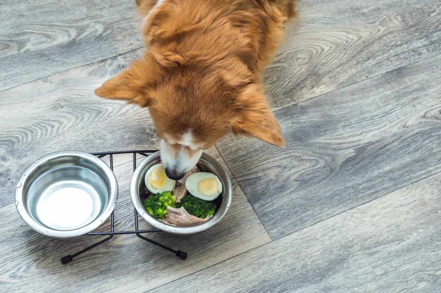 Dog eats food with hardboiled eggs on top. Eggs are rich in nutrients and minerals that can support your dog's skin and coat health, so adding one to your dog's diet is safe and healthy.