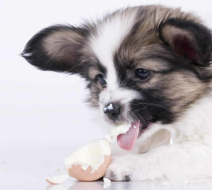 Australian shepherd puppy eats eggshell. 
