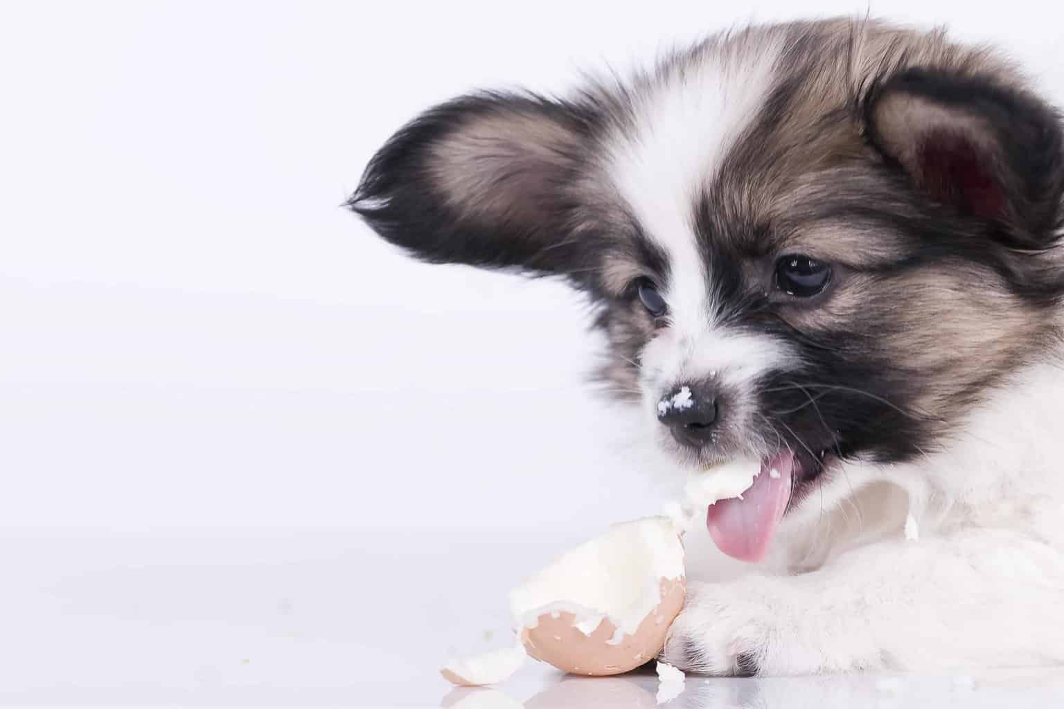 Australian shepherd puppy eats eggshell. Eggshells are rich in nutrients that can be very beneficial for your dog. They help with development, immune function, metabolism, and growth. Consider grinding the eggshells into powder before adding them to your dog's food.  