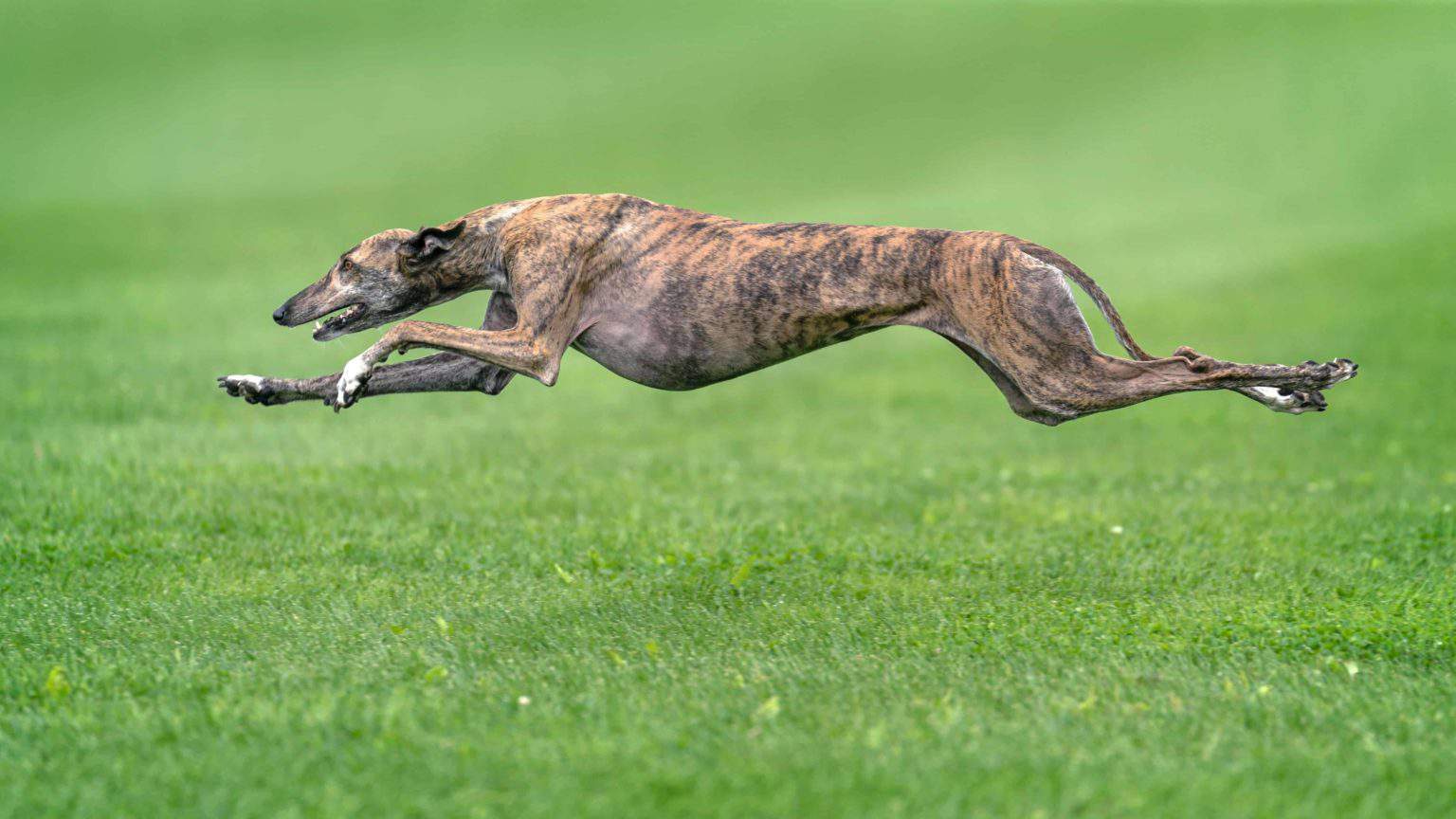 Fastest dog breeds Greyhound, Dalmatian, Whippet, Saluki