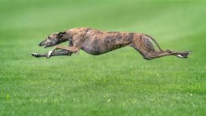 Running greyhound. Bred as hunting dogs, today's Greyhounds are more likely to be lounging on the couch. But don't let their laziness fool you —these dogs are swift and are considered the fastest dog breed on Earth.