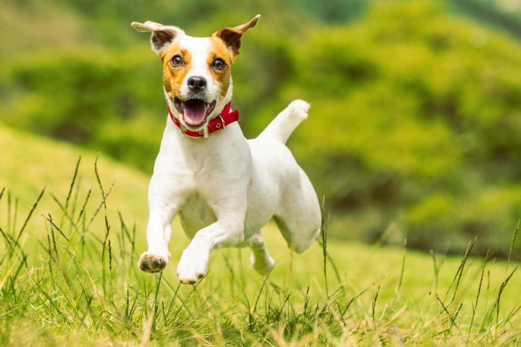 Happy Jack Russell Terrier runs. Consider the pros and cons before getting one of the fastest dog breeds. Owning a speedy dog can be challenging if you are unprepared.