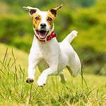 Happy Jack Russell Terrier runs. Consider the pros and cons before getting one of the fastest dog breeds. Owning a speedy dog can be challenging if you are unprepared.