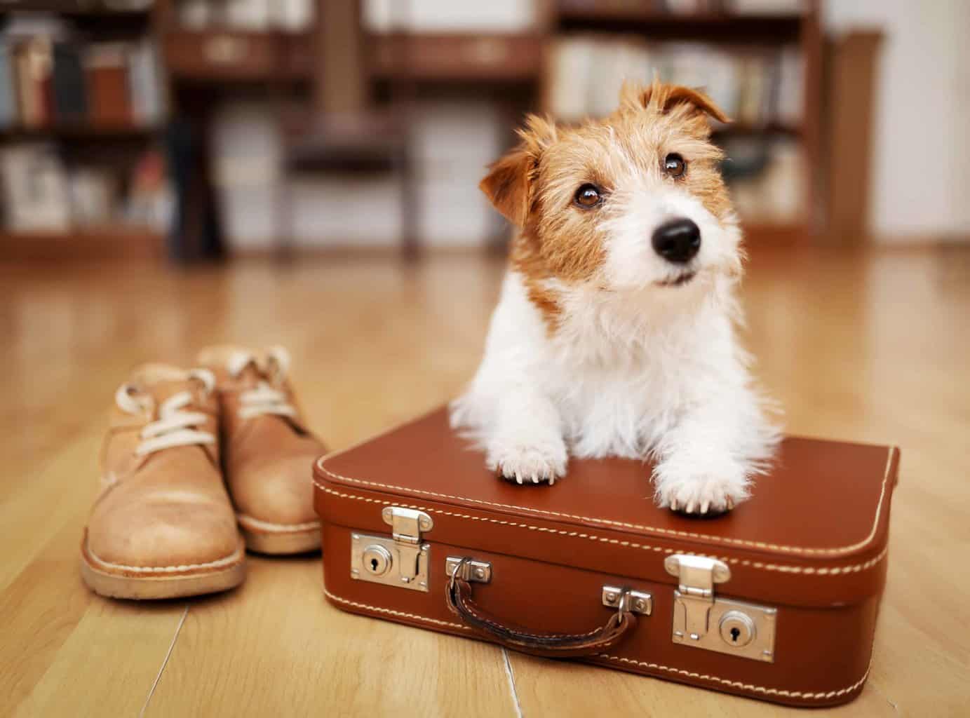 Jack Russell Terrier sits on suitcase. For your dog's first hotel stay, choose a dog-friendly hotel, book a first-floor room, and plan to use the dog's crate and favorite treats.