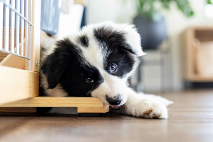 Border Collie puppy chews on furniture. 