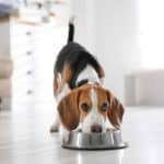 Happy Beagle eats dog food made of healthy ingredients.