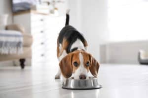 Happy Beagle eats dog food made of healthy ingredients.