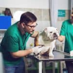 Veterinarian and vet tech examine bulldog. Before getting insurance for your dog, understand what the policy covers, the premium cost and frequency, and the reimbursement policy.