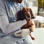 Planning to get insurance for your dog? Keep 7 things in mind