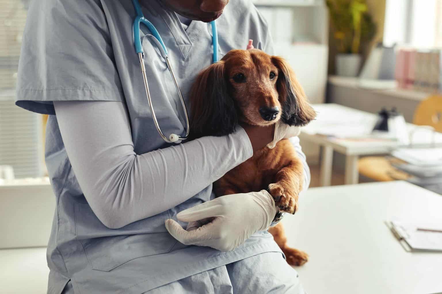 Vet comforts sick dachshund. Before you buy insurance for your dog, understand the reimbursement process. Some companies require you to pay the veterinary bill upfront and submit a claim form and receipts.