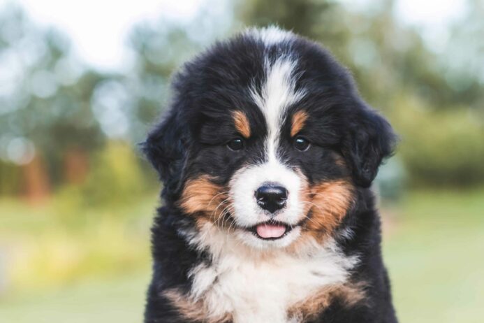 Bernese Mountain Dog puppy. Popular large dog breeds include Bernese Mountain Dogs.