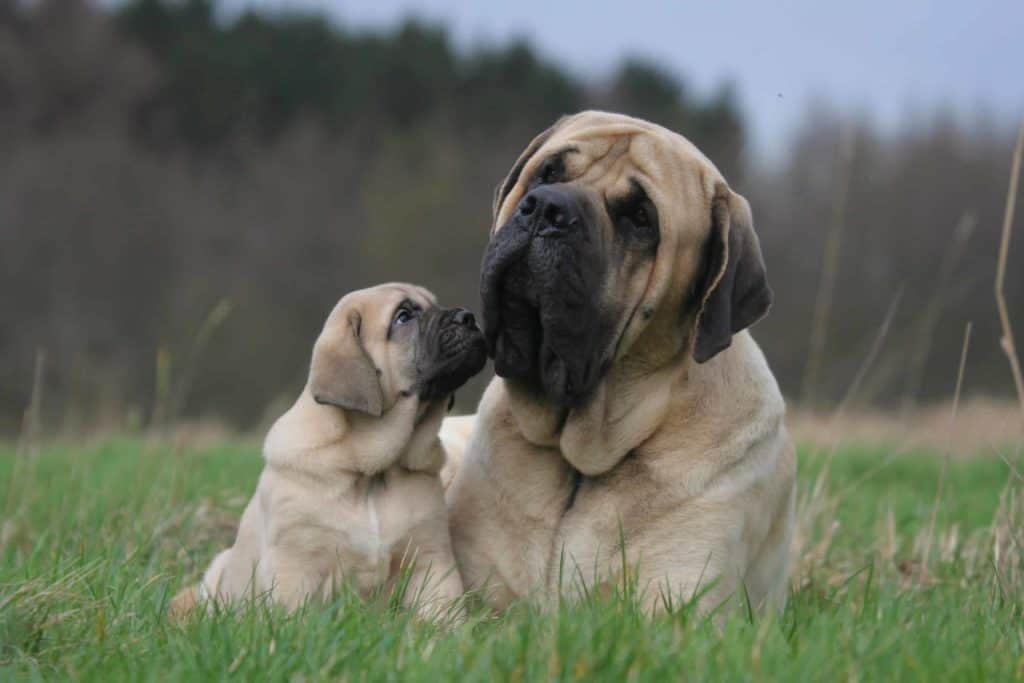 Bullmastiff puppy with father.