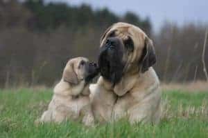 Bullmastiff puppy with father. Bullmastiffs may look intimidating and muscular, but they are easygoing and soft-hearted. The dogs are well-mannered and courageous. They lack aggression, so the dogs get along well with other pets.