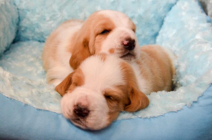 Sleepy basset hound puppies snuggle in dog bed.