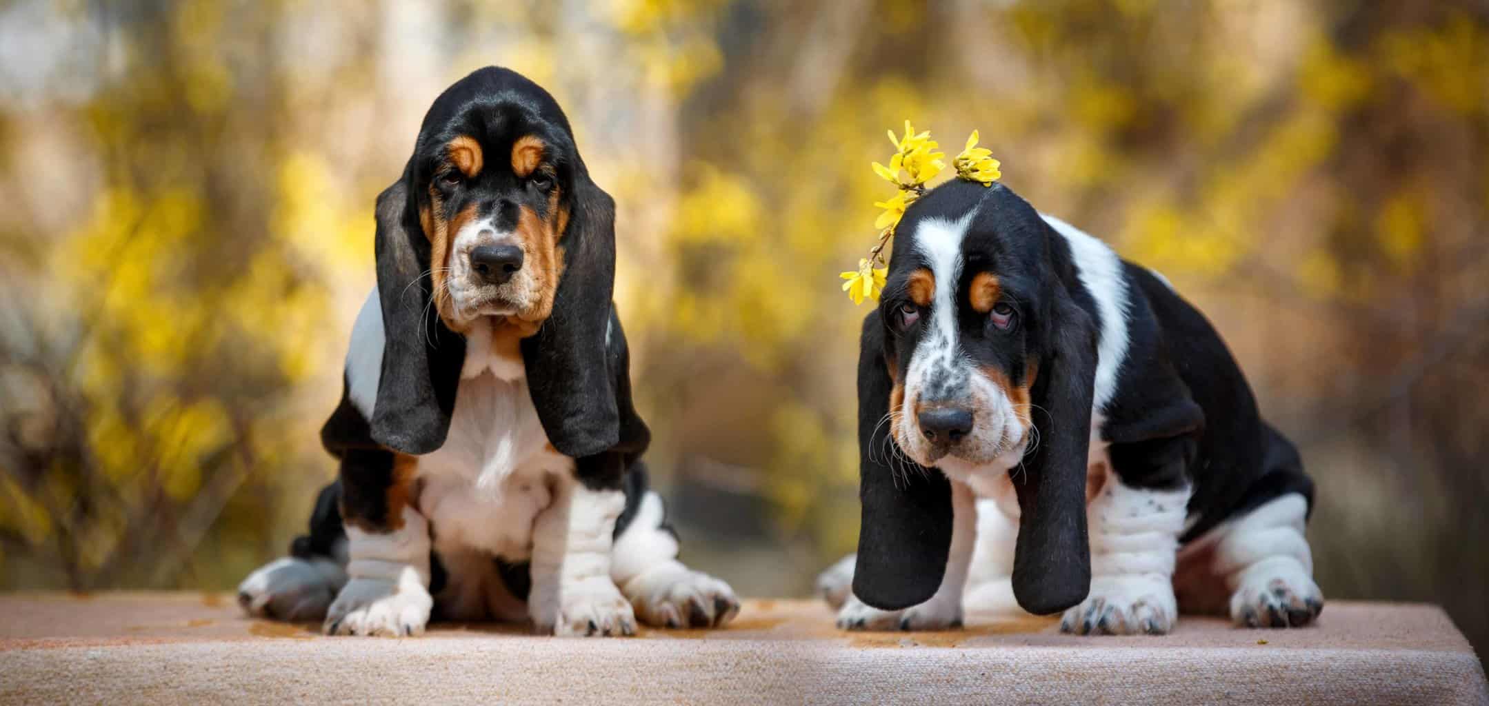 Pair of basset hounds. Lazy dog breeds need little exercise and like nothing more than sleeping and spending their day snuggled up with you on a couch.