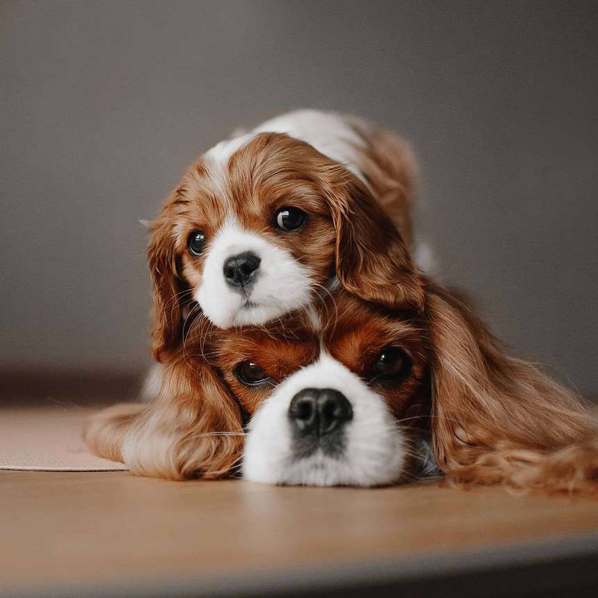 Cavalier King Charles Spaniel puppy snuggles on top of its mother. The Cavalier King Charles Spaniels is by nature one of the laziest dog breeds, but the dogs also are extremely affectionate and playful.