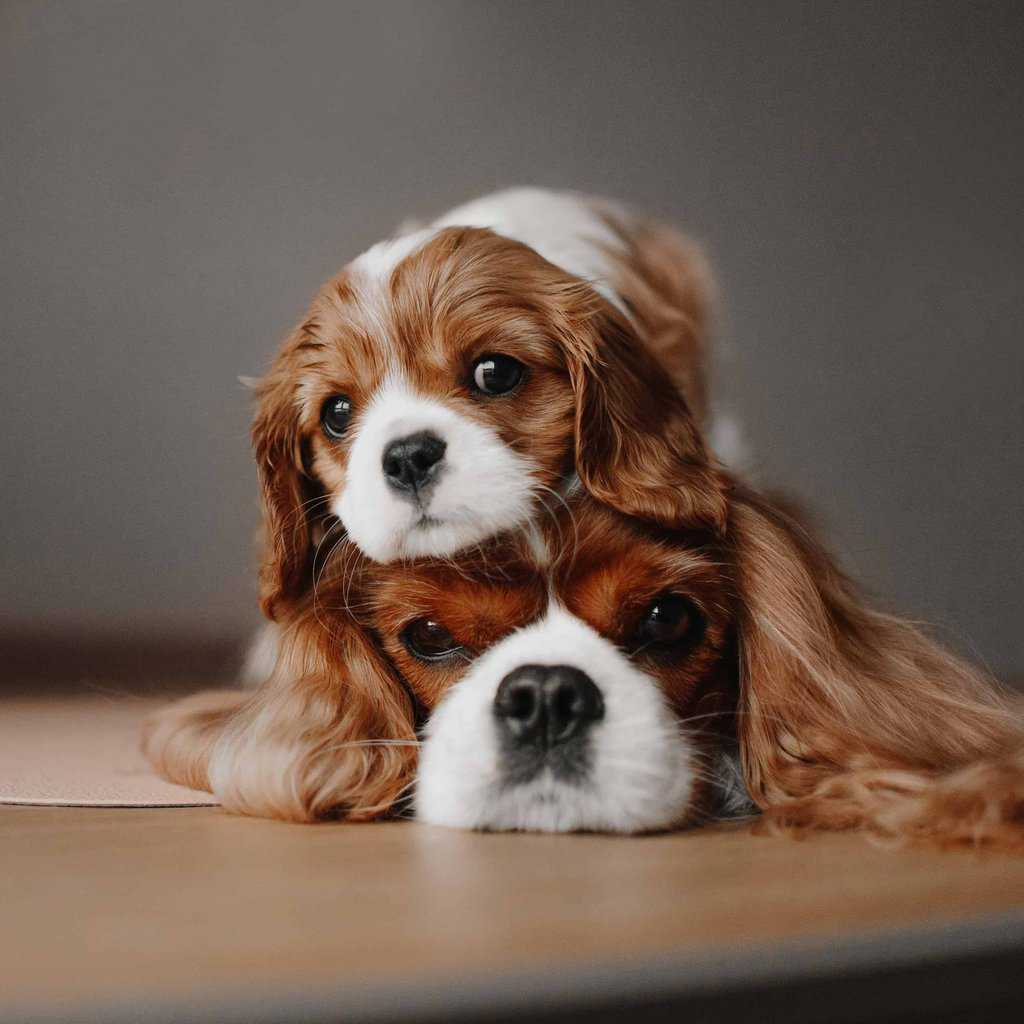 are king charles spaniel the most intelligent dogs