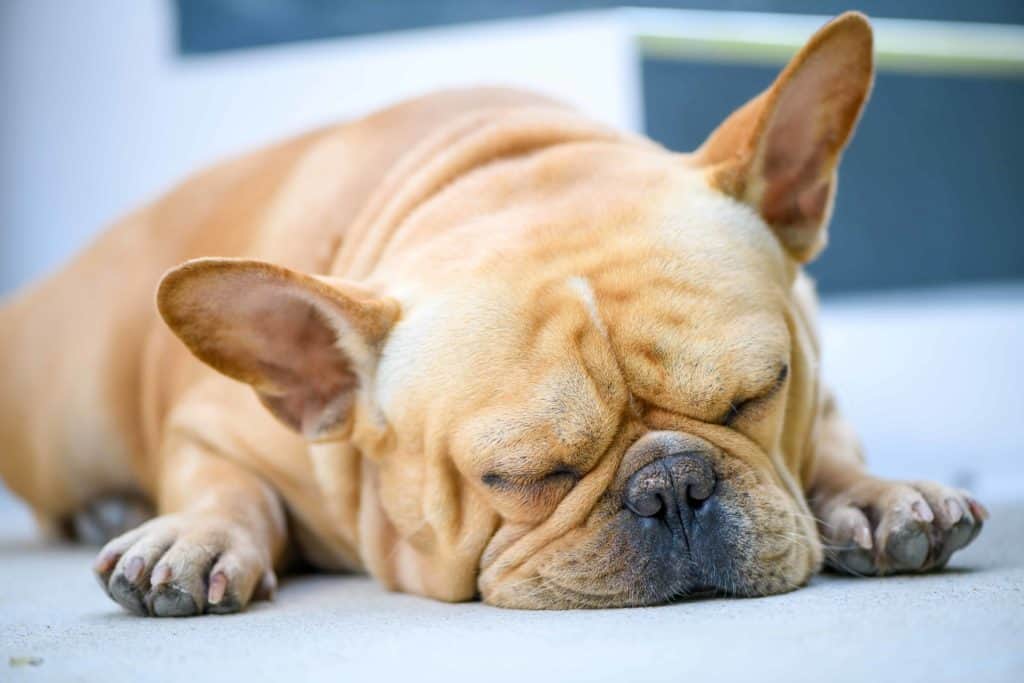 Lazy dog breeds: Basset Hounds, French Bulldogs, Broholmers